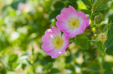 Obraz premium Branch of dog-rose in time of blossoming at summer time