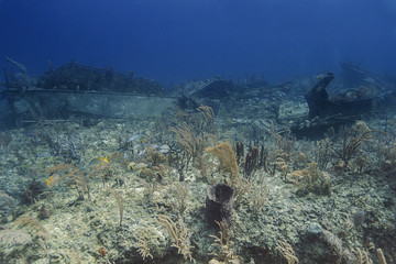 Reef wreck
