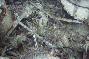 Haemulon sciurus