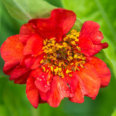 Red Geum