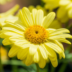 Yellow Argyranthemum
