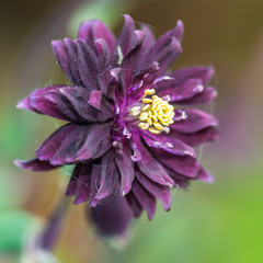 Aquilegia Layers