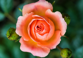 Salmon Rose