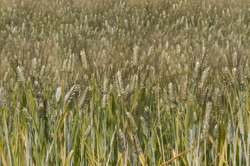 Field of ears of corn