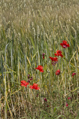 Field of ears of wheat and poppies