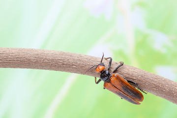 beetle