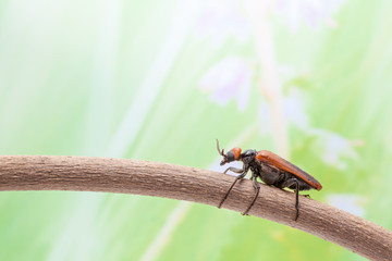 beetle