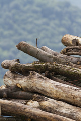 pile of wood in the mountains
