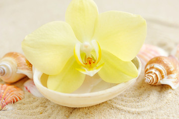 Fototapeta na wymiar Orchid and seashells on sandy beach