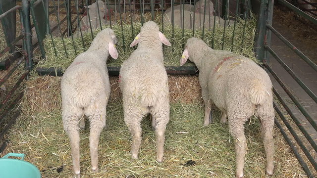 Sheep in a Barn on the Breeding Farm, Livestock Agriculture Farming Theme
