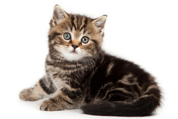 British cat lying and looking at the camera (isolated on white)