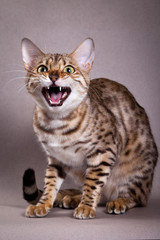 Fototapeta na wymiar Bengal cat meows and hisses