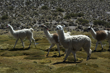 Fototapeta premium リャマ