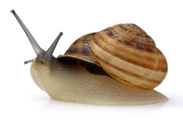 Snail