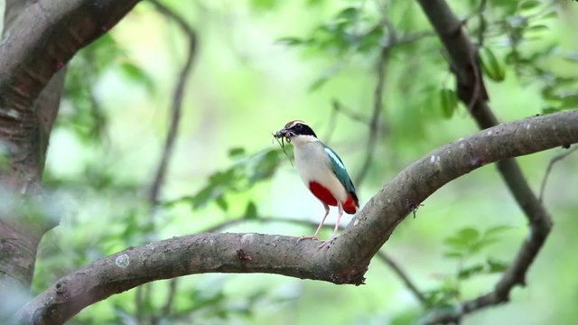 Fairy Pitta (Pitta nympha) in Taiwan