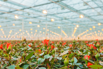 Naklejka premium Red roses growing inside a greenhouse
