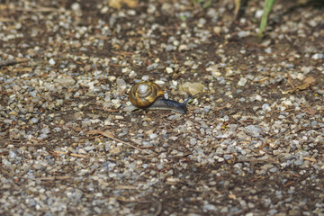 Wirtelschnecke
