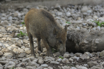 Fototapeta premium Wildschwein