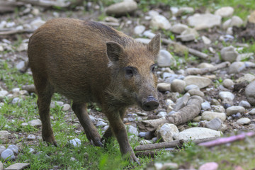 Wildschwein