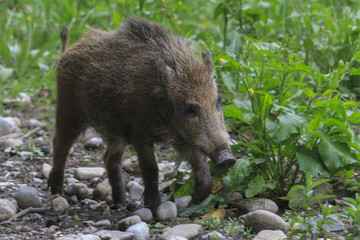 Wildschwein