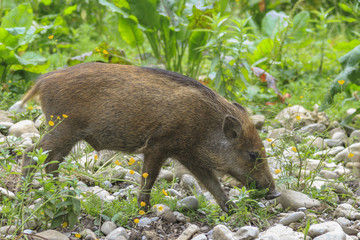 Wildschwein