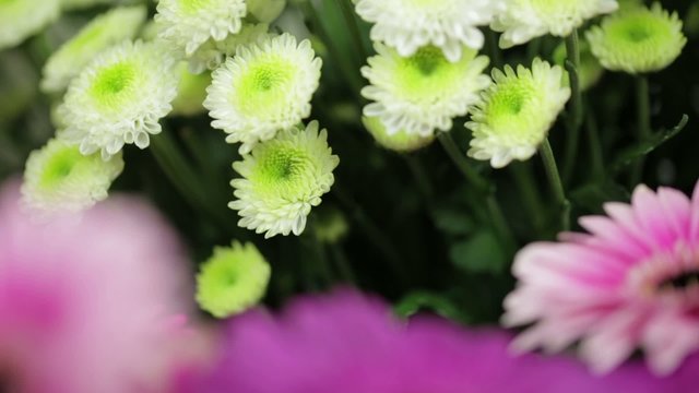 gr&uuml;n weisse bl&uuml;ten schwenk