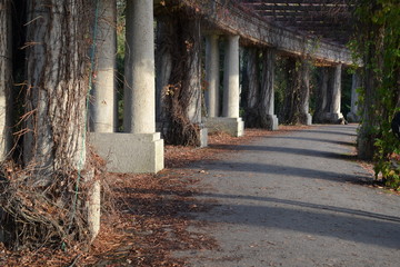 Jesienna alejka © Marta