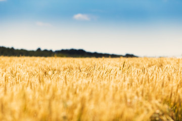 Wheat field © funkyfrogstock