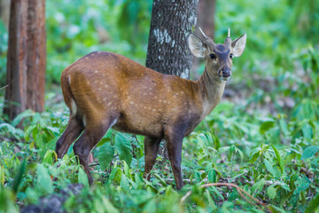 Close up young Hog deer(Cervus porcinus) 