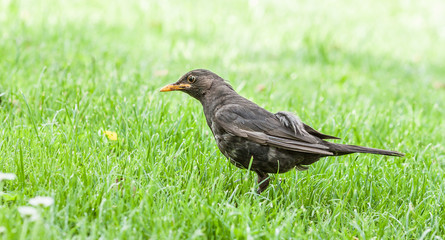 bird