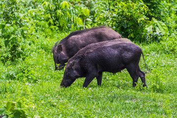 Close up couple of  Wild boar(Sus scrofa) 