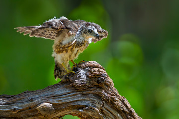 young Crested serpent-eagle(Spilornis cheela)