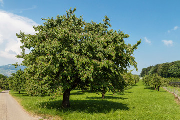 Kirschbaum im Sommer