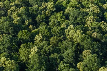 Zelfklevend Fotobehang aerial view of the forest © mariusz szczygieł