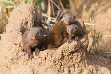 Dwarf mongoose family enjoy the safety of their burrow
