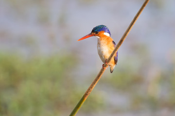 Malachite kingfisher sitting on reed and look at fish in the wat