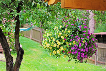 flower pot with colorful petunia hanging in backyard