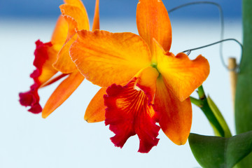 Close-up of orchids over white background
