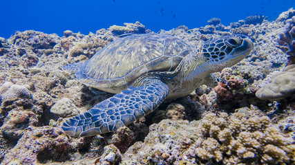 Green turtle staying