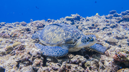 Green turtle staying