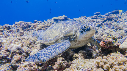 Green turtle staying