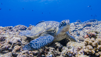 Green turtle staying