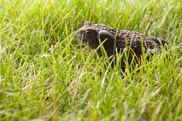 frog sitting on green grass