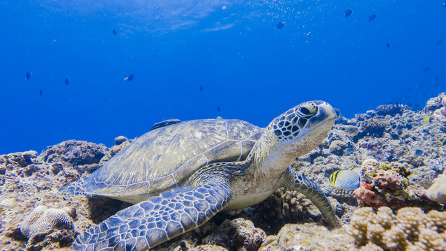 Green turtle staying