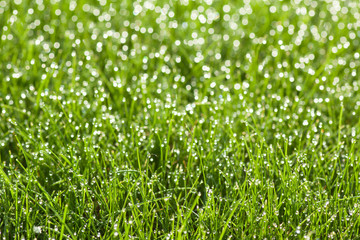 grass with dew drops