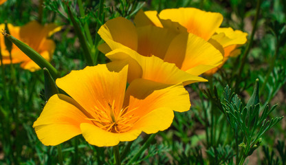 Yellow summer meadow flower