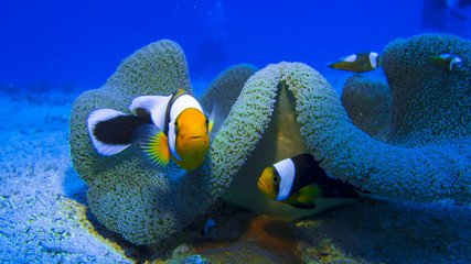 Amphiprion polymnus (Linnaeus, 1758)