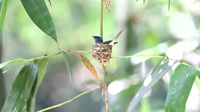 Black-naped Monarch (Hypothymis azurea) nesting in Taiwan