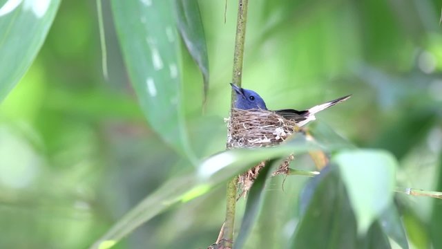 Black-naped Monarch (Hypothymis azurea) nesting in Taiwan