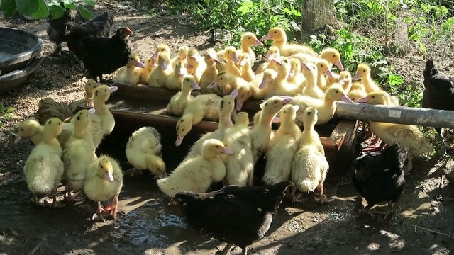 live chickens, chicks and drink lots of little ducks and play on the farm